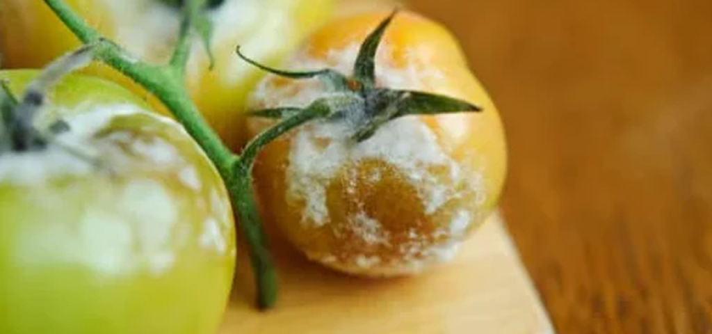un tomate cosechado echado a perder, contiene moho
