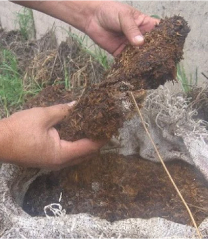 personas sacando la composta cafe de un costal