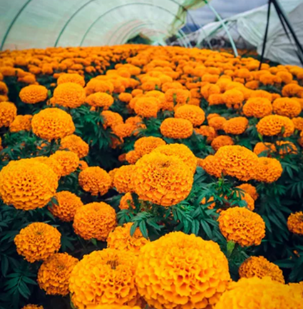 campo de flores naranjas vistas desde arriba