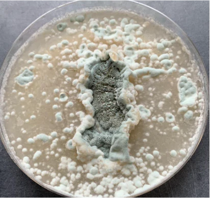 moho visto desde una placa de petri