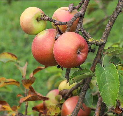 manzanas aun sin cosechar, vistas en su arbol