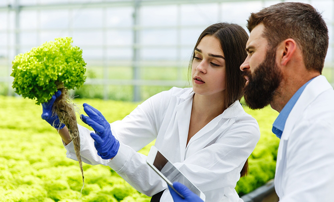 dos científicos con guantes mirando un pedazo de rábano