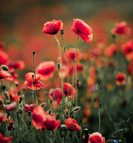flores rojas enfocadas en un campo de rosas