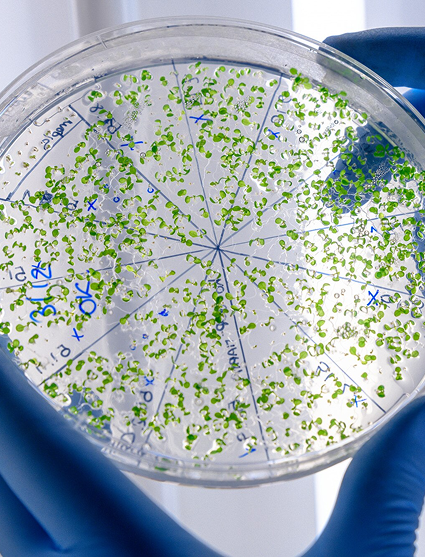 bacterias en un recipiente redondo
